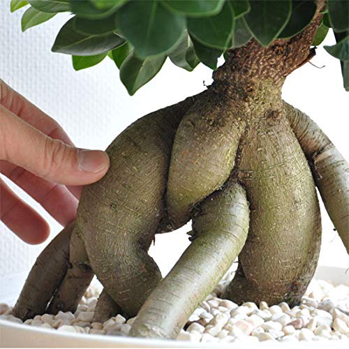 Amazon｜LAND PLANTS 観葉植物【樹形を選べる】 選べる 超幹太 特大